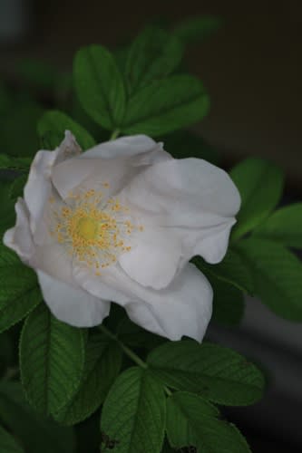 実生 種から育てた バラの初開花 小さな庭の小さな幸せ チャッピーのバラ庭より