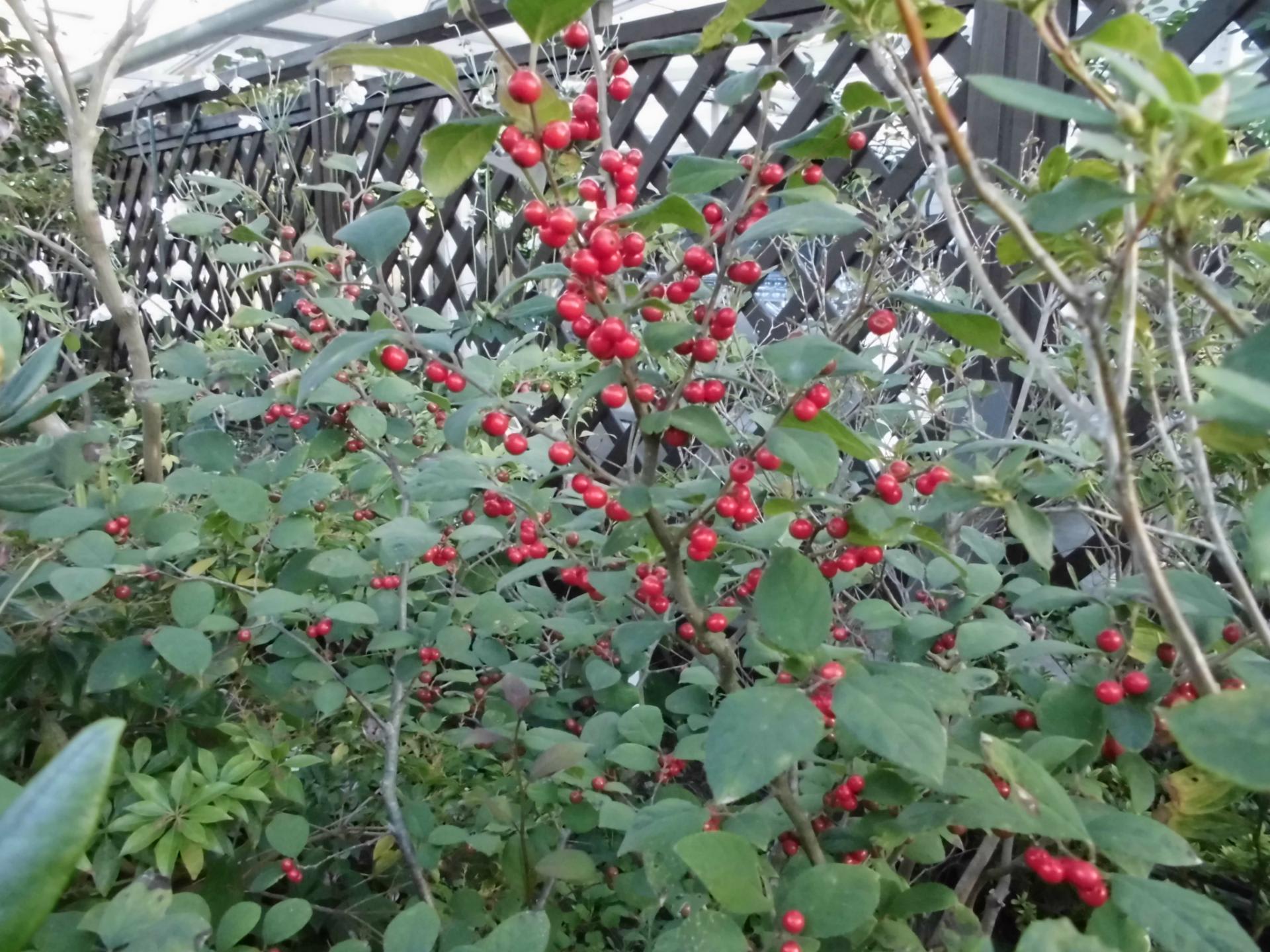 赤い大玉の実を付けたウメモドキ 大納言 四季彩ガーデンにようこそ