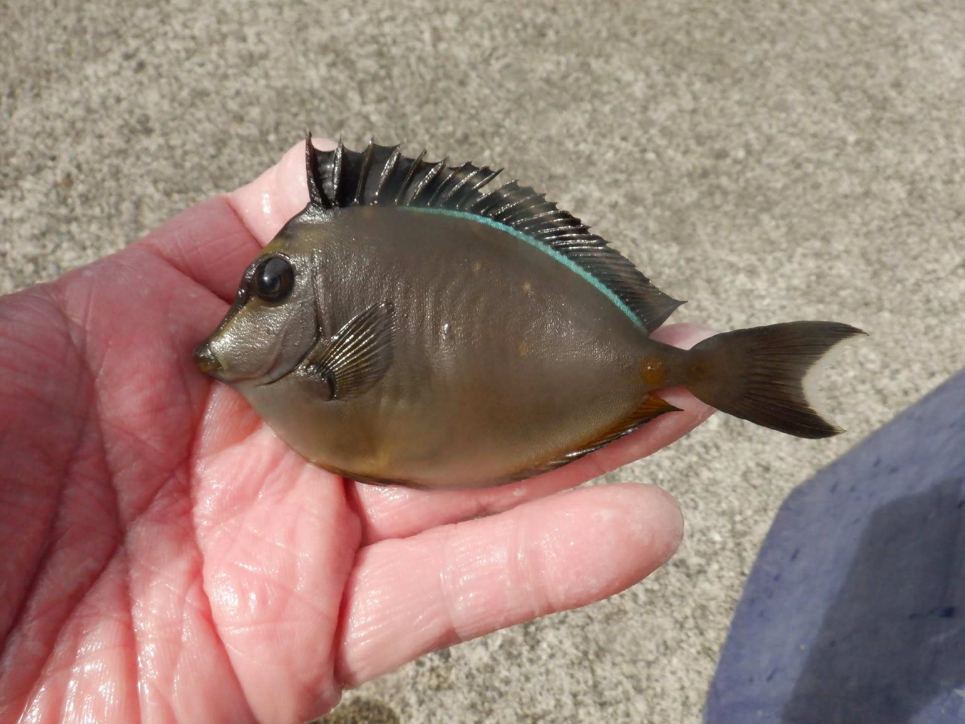 初確認カンモンハタ お魚三昧生活 初確認カンモンハタ お魚三昧生活