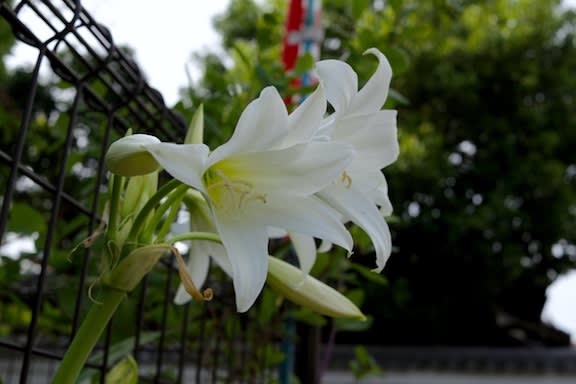 純白のアマリリス 京都園芸倶楽部のブログ