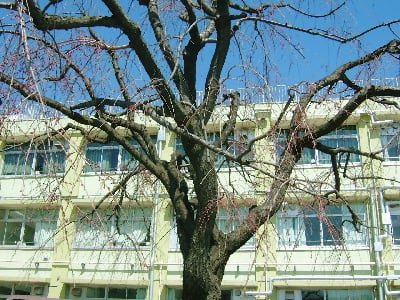校舎前のかたいつぼみの枝垂れ桜