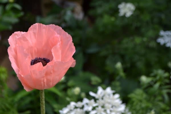 オリエンタルポピー そして庭の様子 Haruの庭の花日記 Haru S Garden Diary