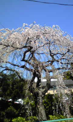 ☆枝垂れ桜☆