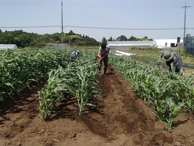 トウモロコシ 根っこを見る そして土寄せ みんなの畑の日記 農業実践教室