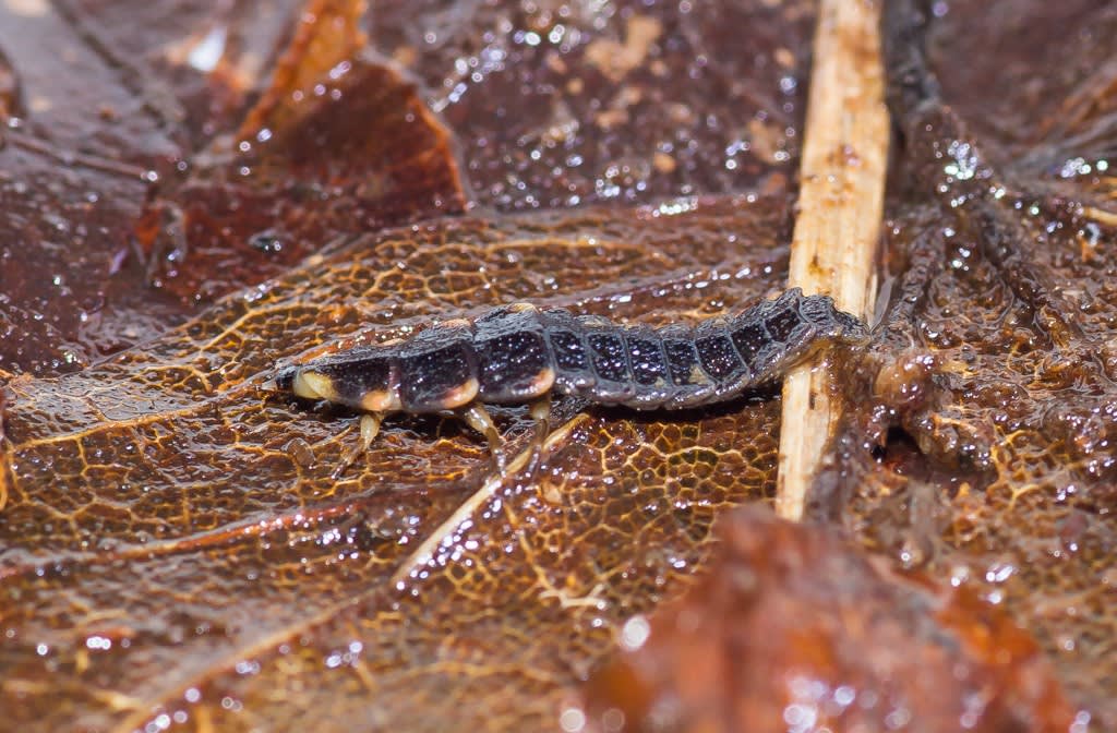 スジグロボタルの幼虫の写真