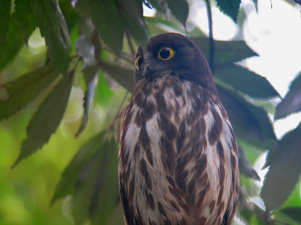 アオバズクの親子①の画像