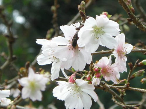 ジュウガツザクラ 十月桜 の花 モノトーンでのときめき