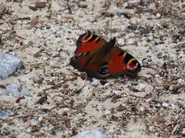 高ボッチ高原・鉢伏山で最近見る事の出来る昆虫　クジャクチョウ（孔雀蝶）