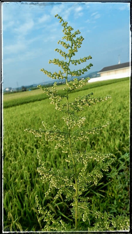 クソニンジン 糞人参 里山の花 クソニンジン 糞人参 里山の花