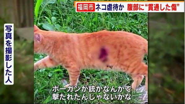 腹部に貫通の痕 ネコ虐待か 動物たちにぬくもりを