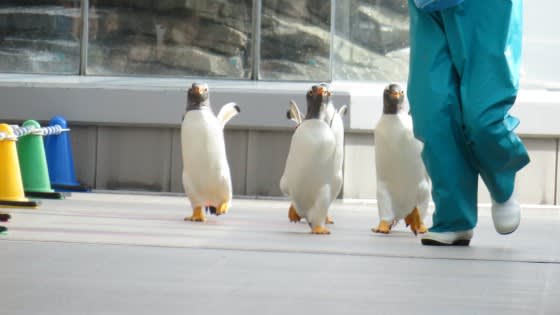 復活水族館 うみの杜水族館に行こう その３ ペンギン 可愛い過ぎるでしょ うさぎ学園 多趣味部