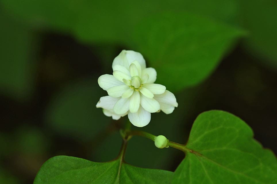 22年 庭の花だより ヤエドクダミ トキワツユクサ カボスの実 Yopikoの たなばた日記 22年 庭の花だより ヤエドクダミ トキワツユクサ カボスの実 Yopikoの たなばた日記