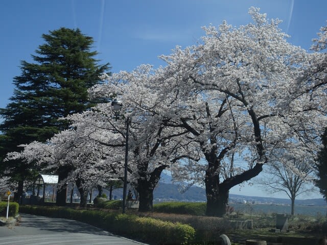 諏訪湖周辺のお花見スポット ナチュラルな暮らし 諏訪湖周辺のお花見スポット ナチュラルな暮らし