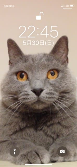 携帯の待ち受けは マコ家の猫はコリャ フニャラ