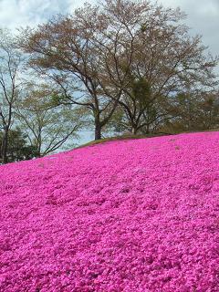 芝桜