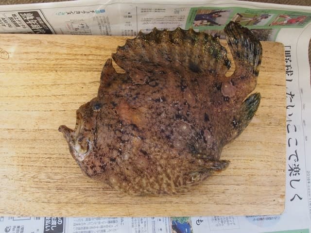 ソウシカエルアンコウ いぞらど Isolado 魚骨日誌