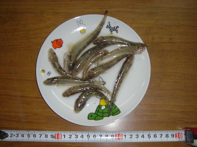 今年最後のハゼ釣り たみじぃ 日記 今年最後のハゼ釣り たみじぃ 日記
