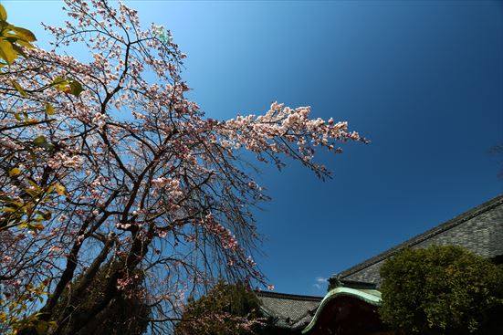 R_20170405YHGW3883.jpg