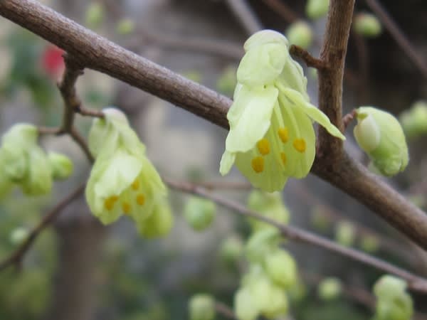 ヒュウガミズキ 春の息吹ここにも かわいい黄花が釣鐘状に鈴なり く にゃん雑記帳