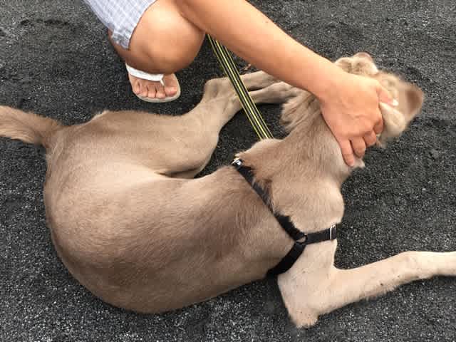 ドイツ犬のワイマラナー フラワーライフ