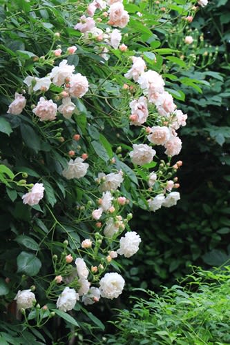 今シーズンも つるバラの誘引剪定の最後は コーネリア 小さな庭の小さな幸せ チャッピーのバラ庭より