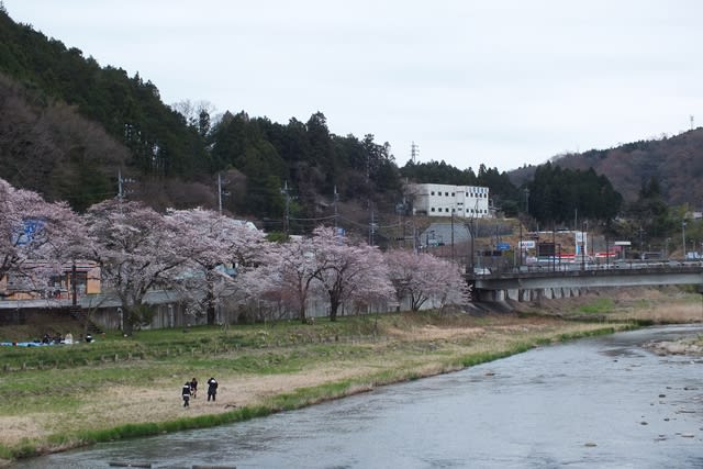 久慈川沿いには桜が