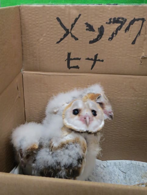 イメージ 4