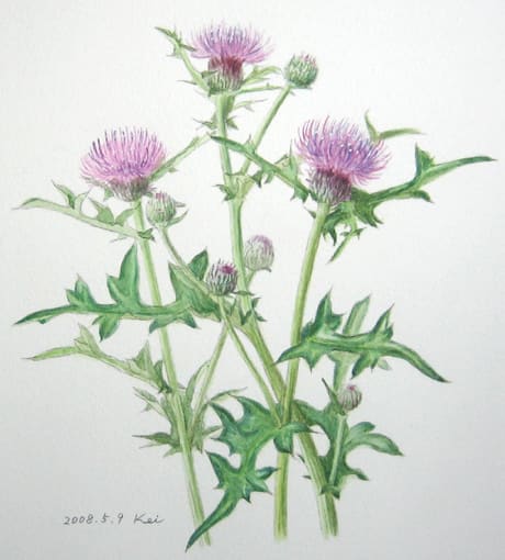 アザミの絵 ノアザミ | Cirsium japonicum | かぎけん花図鑑