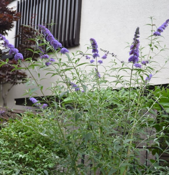 ブッドレア そしてブルーと白の宿根草 Haruの庭の花日記 Haru S Garden Diary