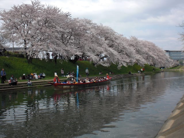 桜まつり 各務原市 新境川 ｂ型ゲンゴロウのブログ
