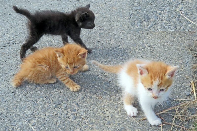 ４匹の可愛い子猫 可哀そうだった 写真で綴るすぎさんのブログ 我孫子発信