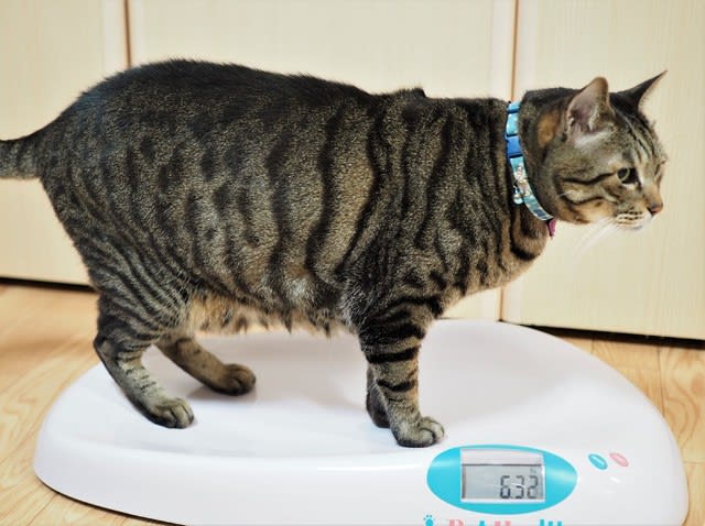 今月の体重測定です 19年10月 Sango キジトラ猫と魚と私