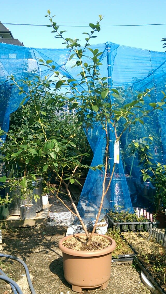 接ぎ木 オニール 植え替え ブルーベリーを安月給奮闘栽培 In 広島