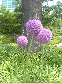 丸い紫の花 ｔｏｋｙｏ ａｉｒ ｂａｎｄ ｌｉｆｅ ｇａｒｄｅｎ