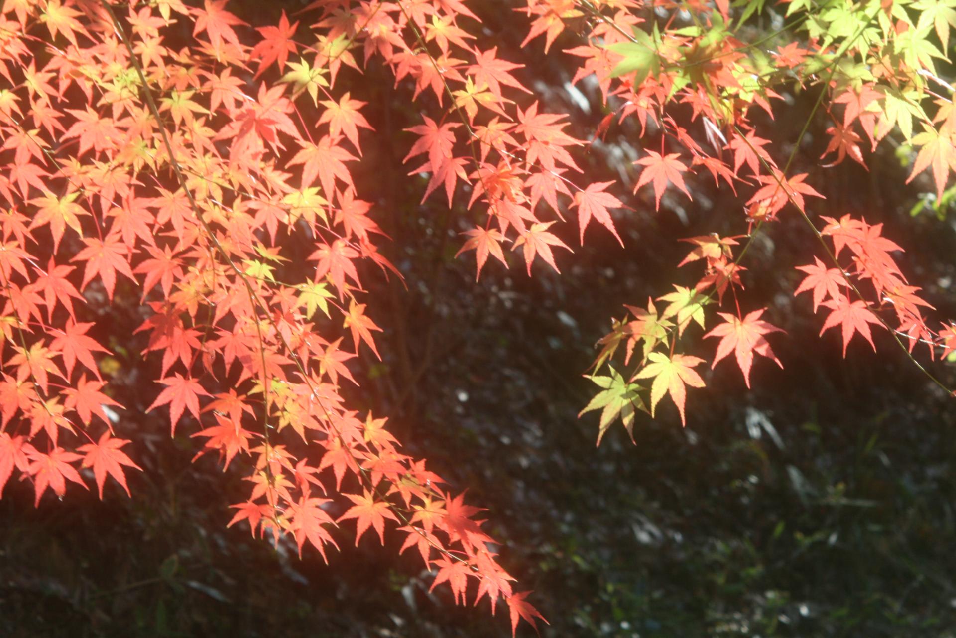 四日市市八王子町 吉田神社と秋の小径の紅葉 1吉田神社の紅葉 Blog Mcnj 四日市市八王子町 吉田神社と秋の小径の紅葉 1吉田神社の紅葉 Blog Mcnj