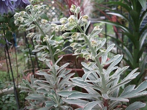 Ufo ホワイトスワン ｓmoketree S ｐerennial ｇarden
