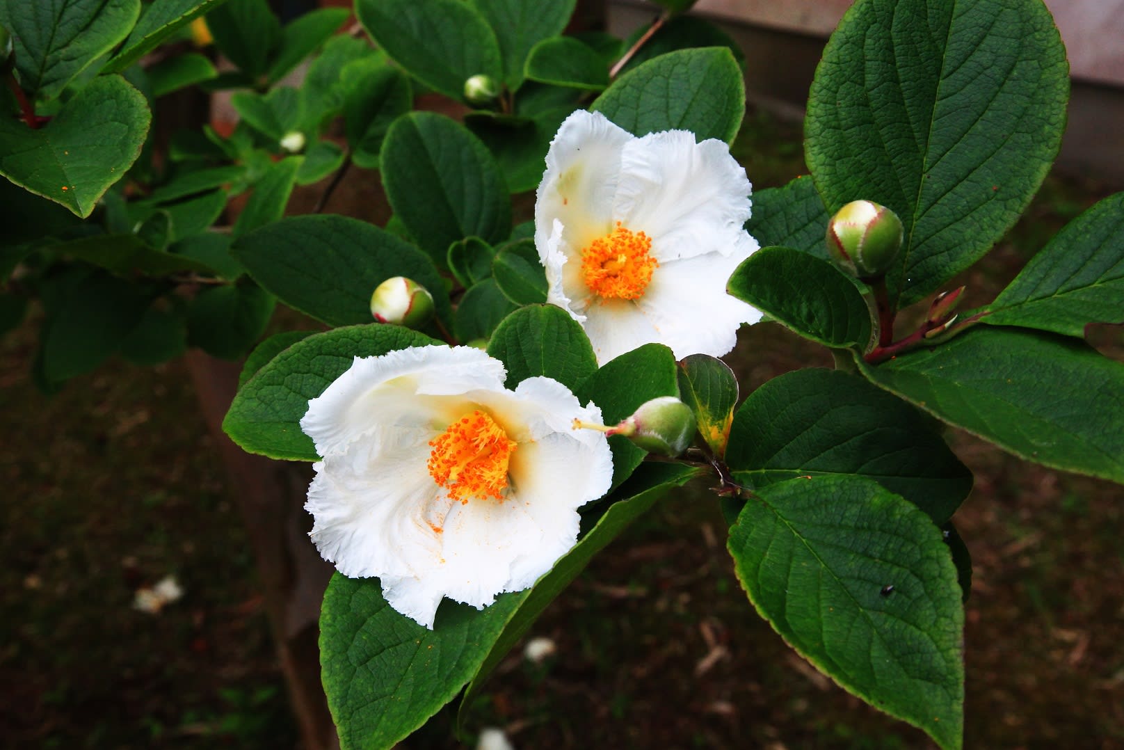 沙羅双樹の咲く寺 風景写真春秋