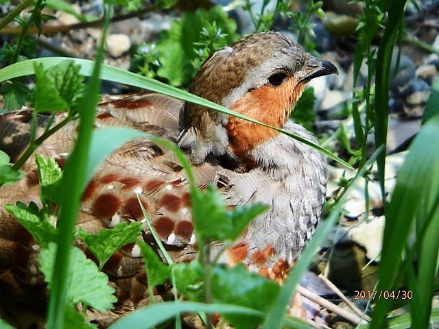 初見 鳥撮り コジュケイ 小綬鶏 その２ 自由 気ままなぶらり散歩 散策あるばむ Ver 2 0