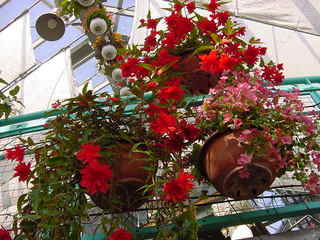 花泉町の球根ベゴニア ハンギングバスケット 懸垂型 ティネラ ローズ Peaの植物図鑑