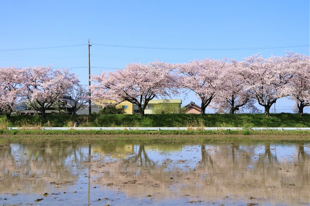 美しい桜の春 写真ブログ ずバッと 今日の１枚
