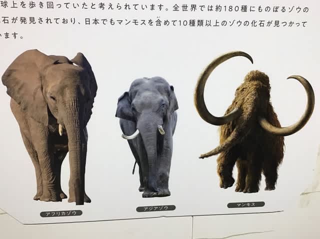 可愛い マンモスゾウbyナカジマ 発売モデル