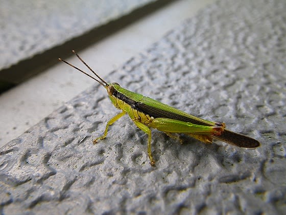 イナゴに似ているオキナワイナゴモドキ Miracle Nature 奄美大島の自然
