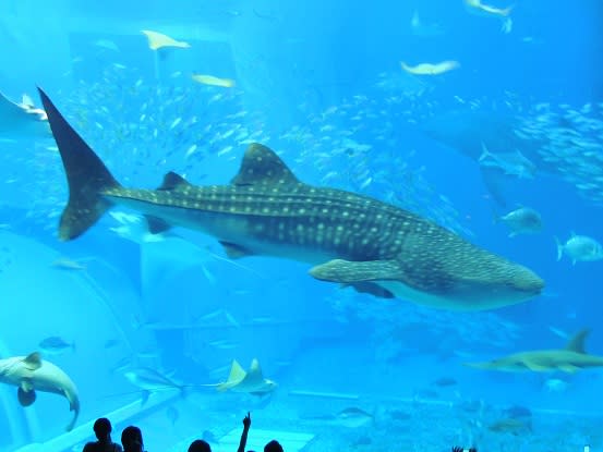 沖縄美ら海水族館 ２ Hard Head