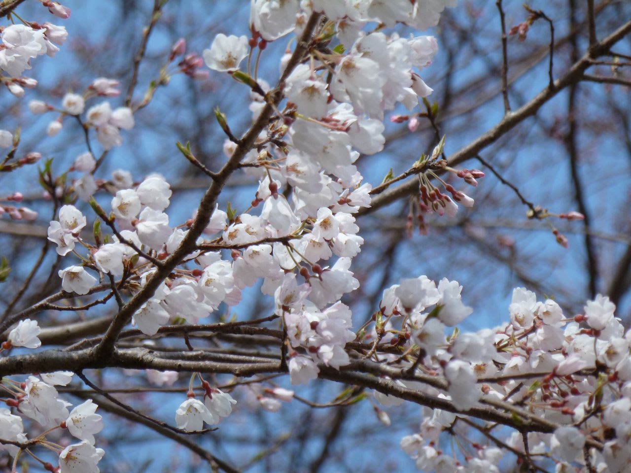 薄墨桜が咲きましたの画像