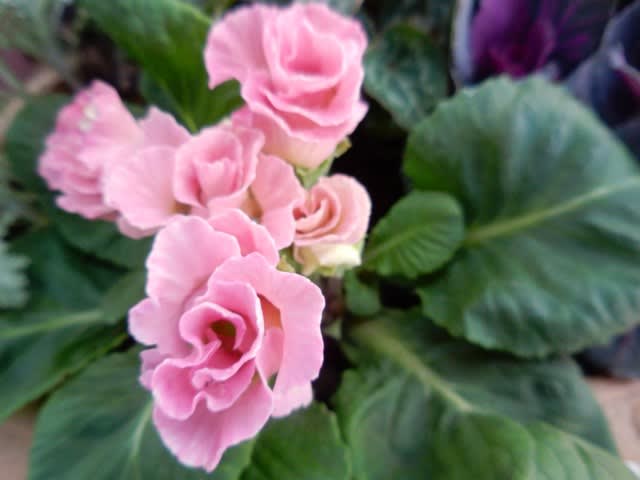 散歩花写真 色々なプリムラ ジュリアン2 ウォーキングで花を観察し四季を感じる 季節の花地図を作ろう 散歩花写真 色々なプリムラ ジュリアン2 ウォーキングで花を観察し四季を感じる 季節の花地図を作ろう