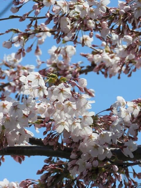 21年4月のブログ記事一覧 ｍayumiの日々綴る暮らしと歴史の話