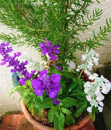 六月の鉢花 青い花