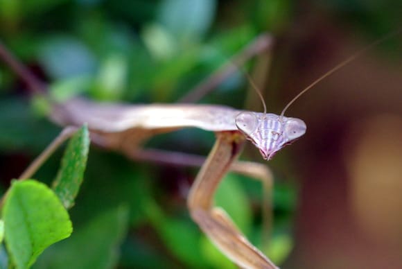 大カマキリです