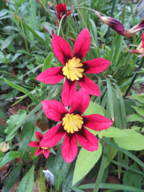 赤の花弁と黄色の花芯の対比が鮮やかな スパラキシス 春の花 21 46 野の花 庭の花