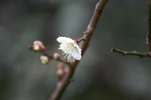 Ume Ume